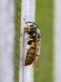 wasp nest removal in stockton