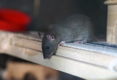 Rats middlesbrough